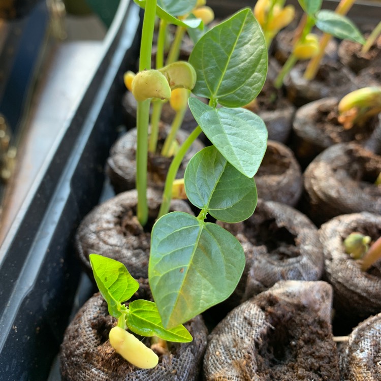 Plant image Vigna unguiculata subsp. unguiculata