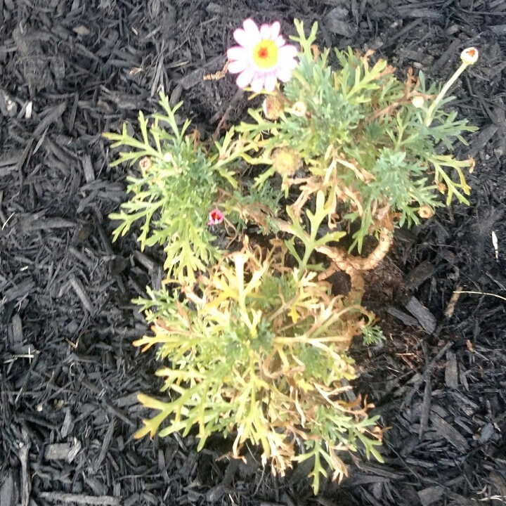 Plant image Argyranthemum 'Bonmadwitim'