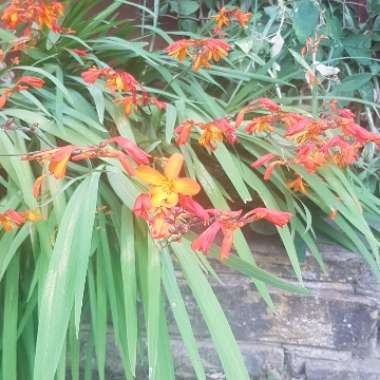 Montbretia