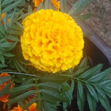 African Marigold