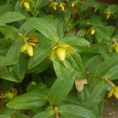 Hypericum 'Golden Beacon'