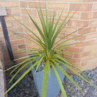 Cordyline 'Green Goddess'