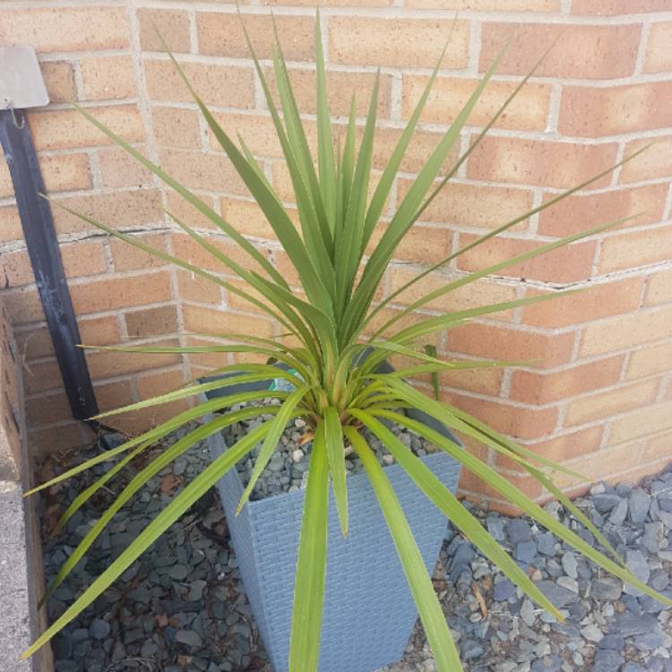 Plant image Cordyline 'Green Goddess'