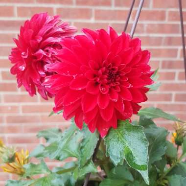 Bedding Dahlia