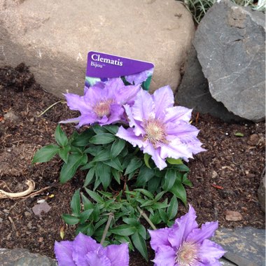 Clematis 'Bijou'