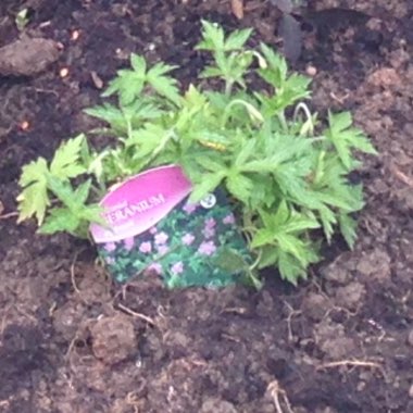 Cranesbill (Geranium)