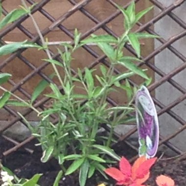 Butterfly Bush