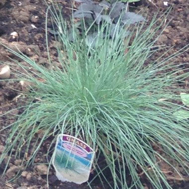 Blue Fescue