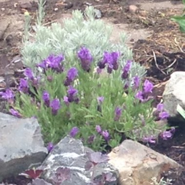 Lavender (Species) Lavender stoechas