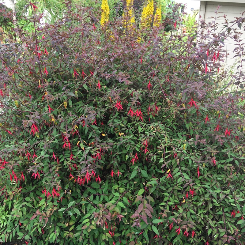 Smoke Bush 'Royal Purple'