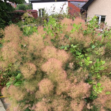 Smoke Bush