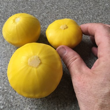 Squash 'Uchiki Kuri'