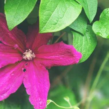 Clematis 'Warsaw Nike'