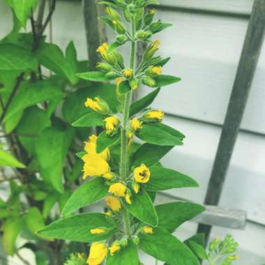 Large Yellow Loosestrife