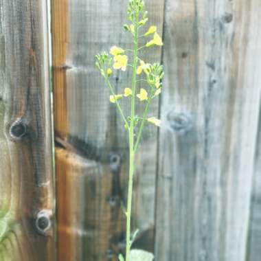 Broccolini