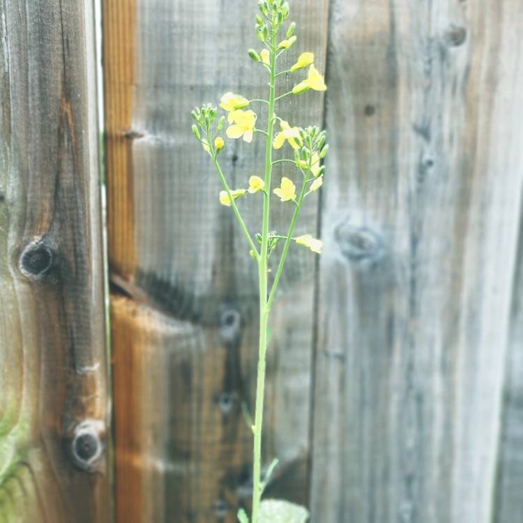 Plant image Brassica oleracea (Italica Group x Alboglabra Group)