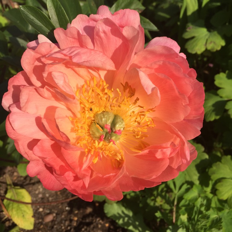 Plant image Paeonia 'Coral Sunset'