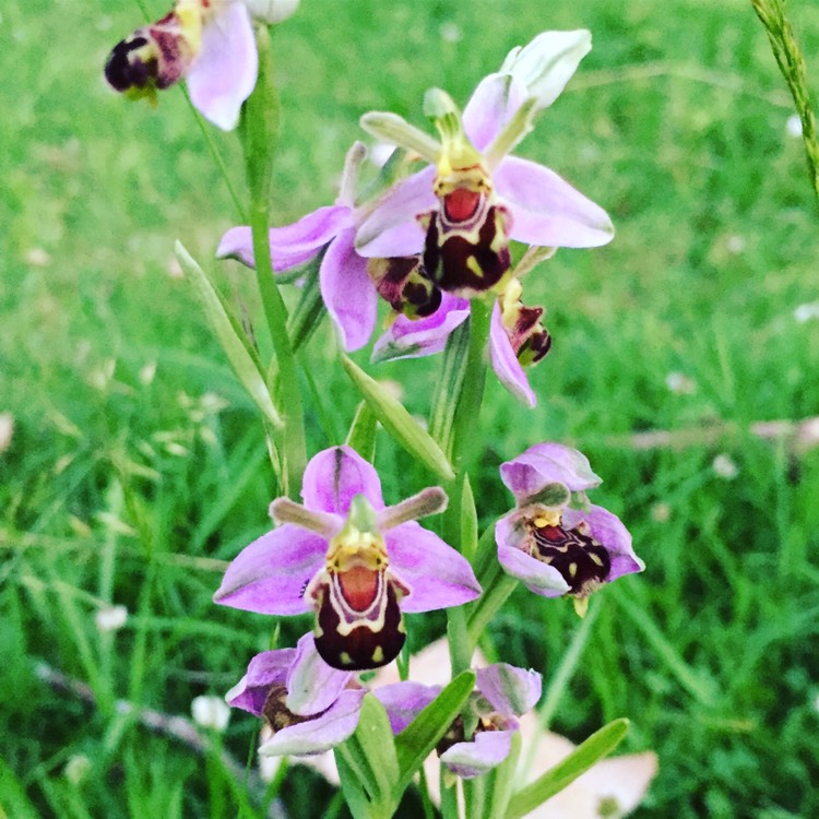 Plant image Ophrys apifera