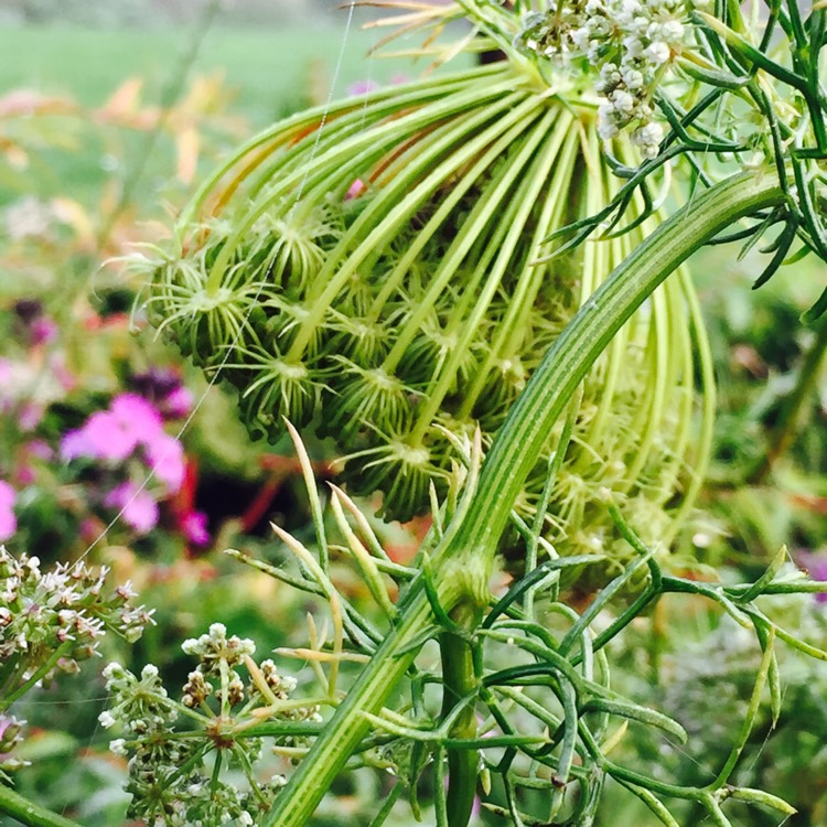 Plant image Orlaya Grandiflora