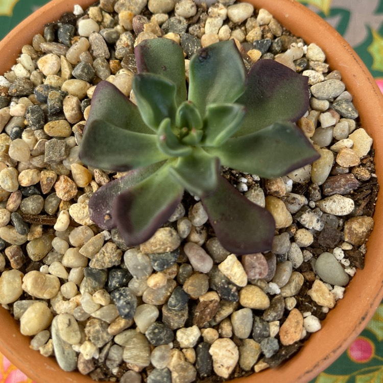 Plant image Echeveria Setosa var. Oteroi