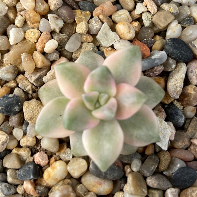 plant image 1517005