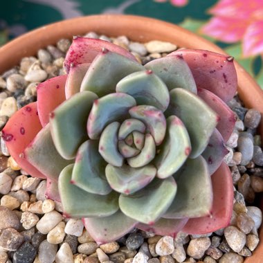 Echeveria 'Salmon'