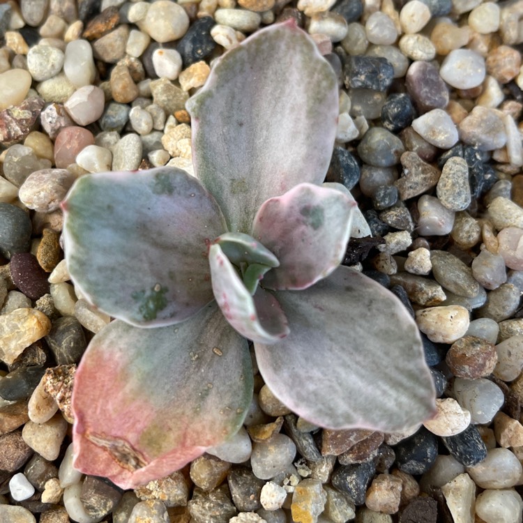 plant image 1517010