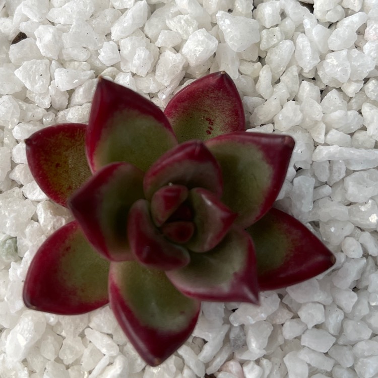 plant image 1517011