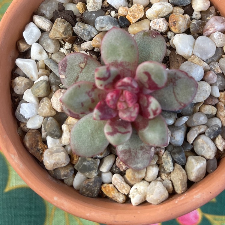 plant image 1517013