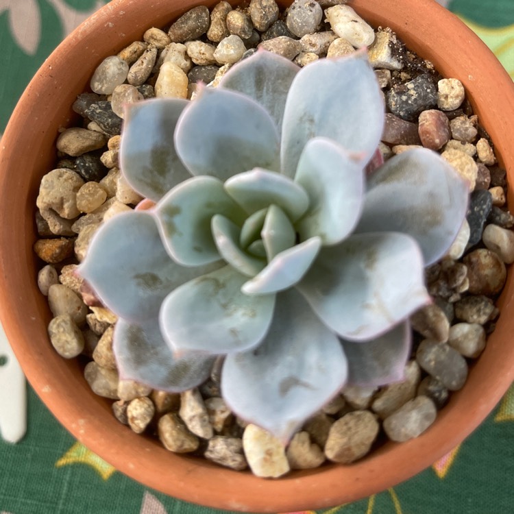 plant image 1517014