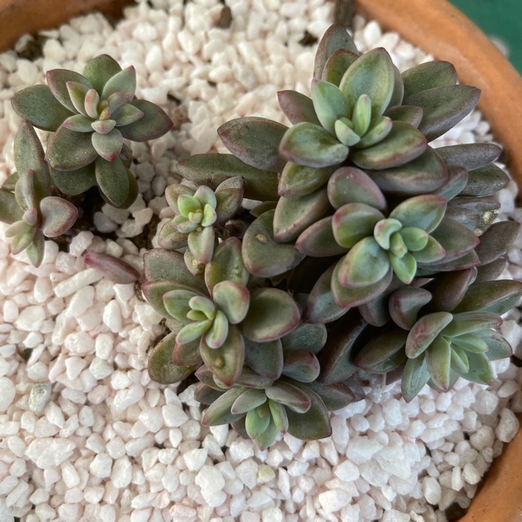 plant image 1517016