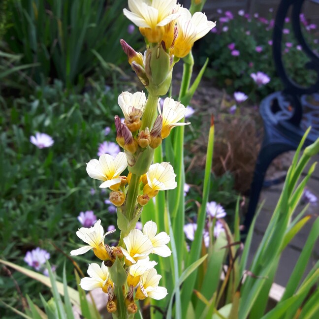 Sisyrinchium striatum, Yellow Eyed Grass - uploaded by @wendy1