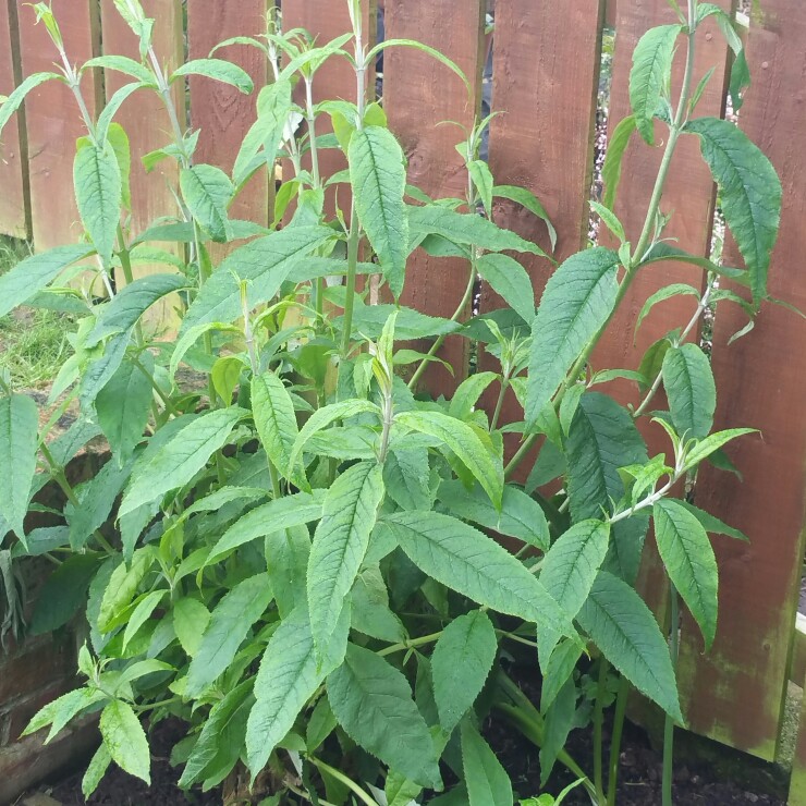 Plant image Buddleja davidii 'White Profusion'