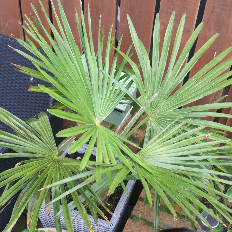 Chamaerops humilis