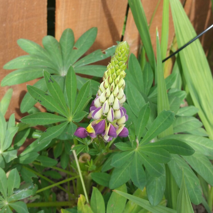 Plant image Lupinus 'Manhattan Lights'