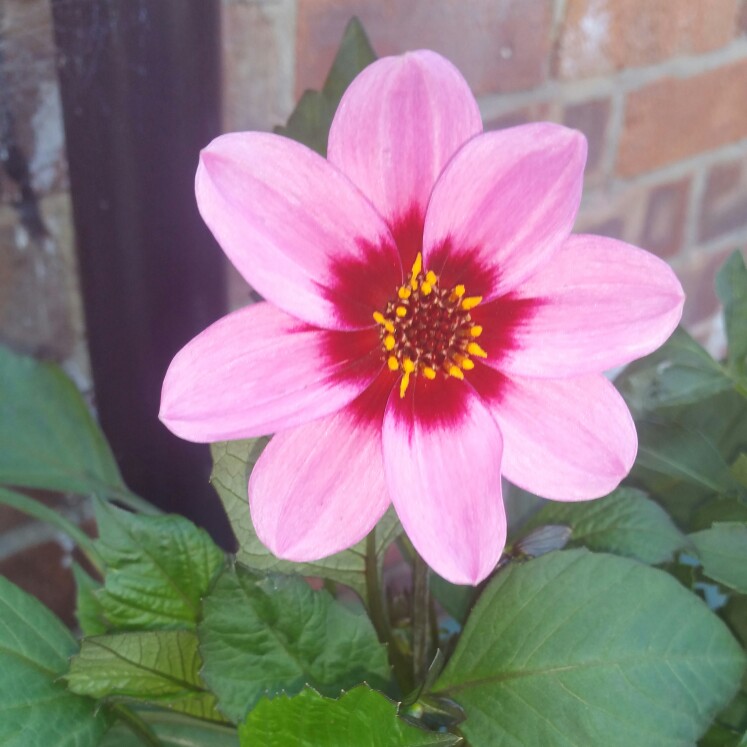 Plant image Dahlia 'Happy Single™ Wink'