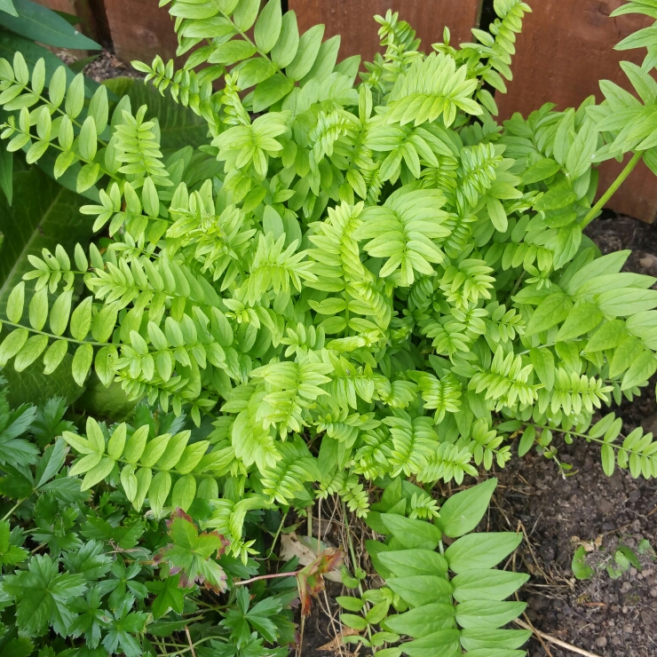 Plant image Polemonium 'Sonia's Bluebell'