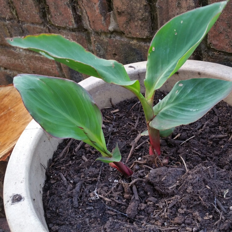 Plant image Canna 'President' syn. Canna 'Fireside'