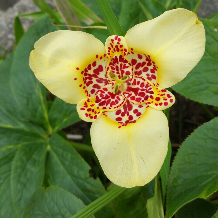 Plant image Tigridia pavonia 'Aurea'