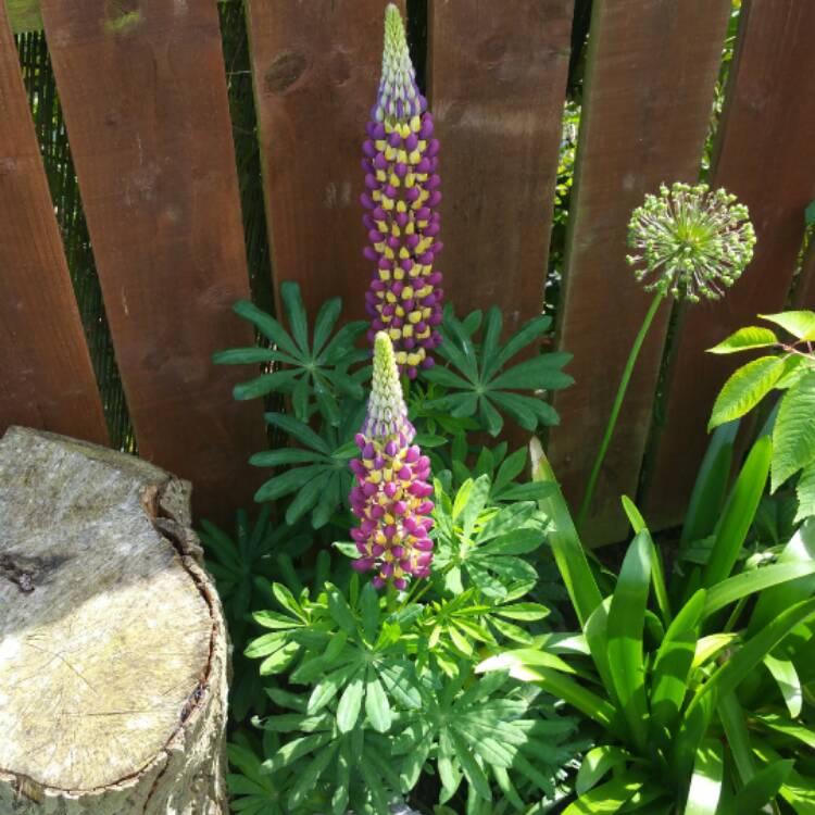 Plant image Lupinus 'Manhattan Lights'