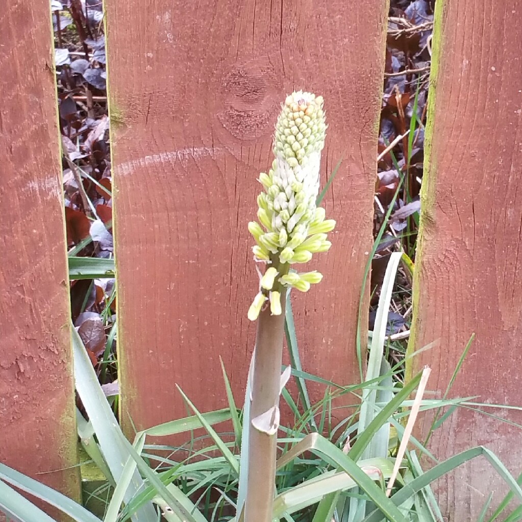 Plant image Kniphofia 'Royal Standard'