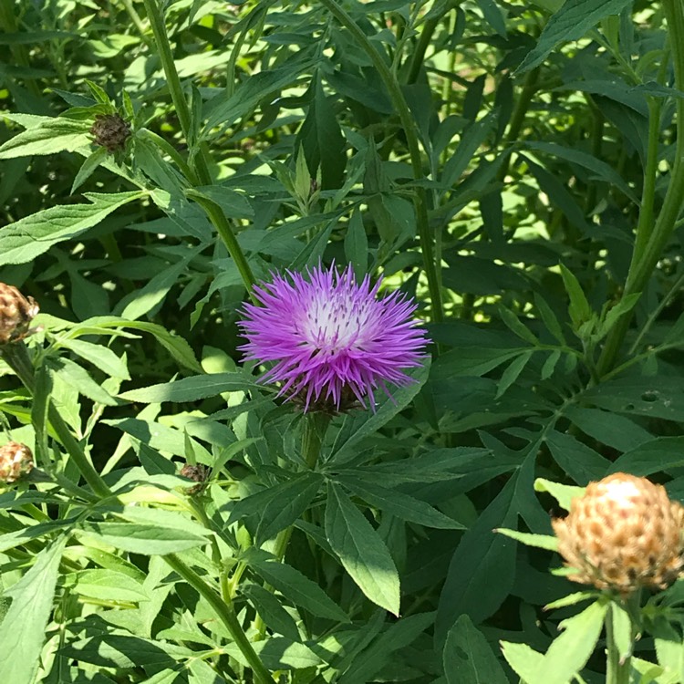 Plant image Centaurea 'Silver Feather'