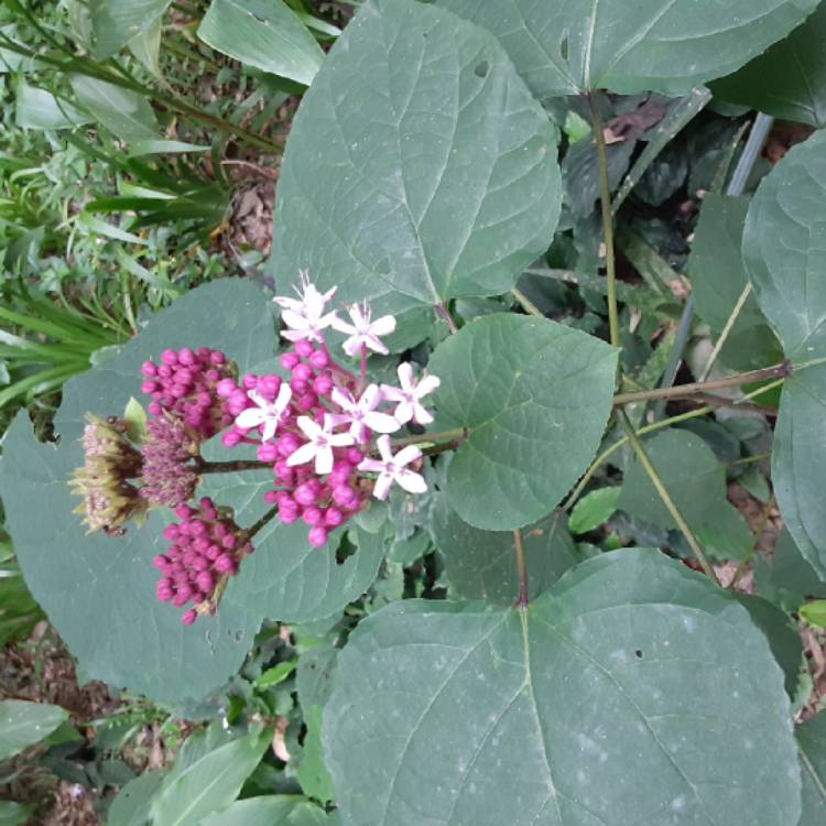 Plant image Clerodendrum bungei 'Pink Diamond'