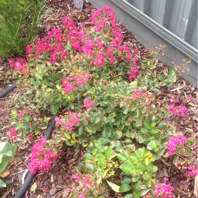 Crepe Myrtle