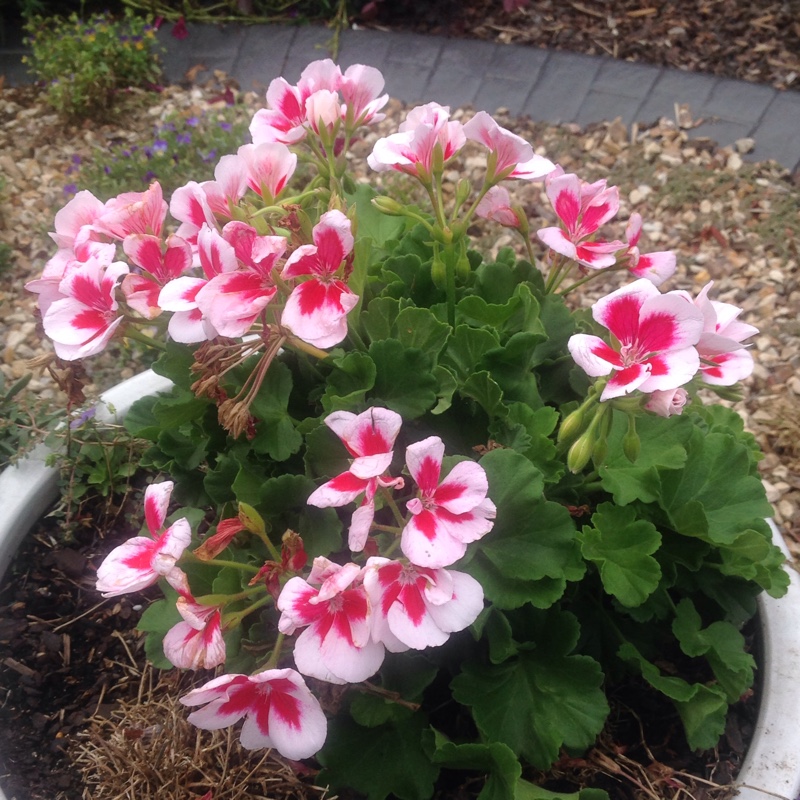 Pelargonium (Geranium)