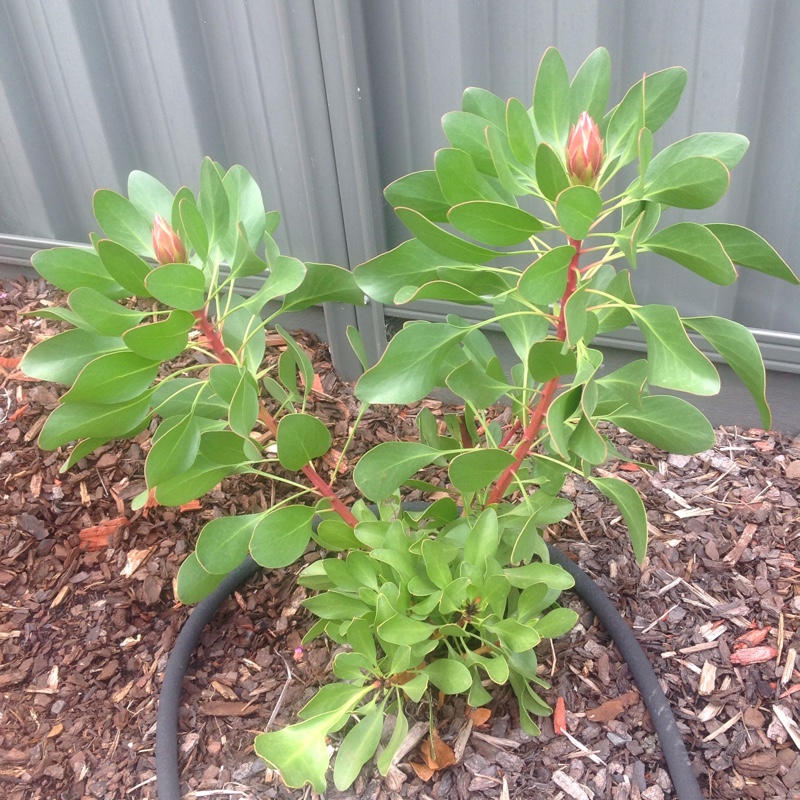 King Protea