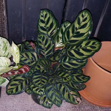 Calathea