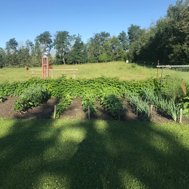 Wendy's garden