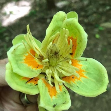 Liriodendron tulipifera