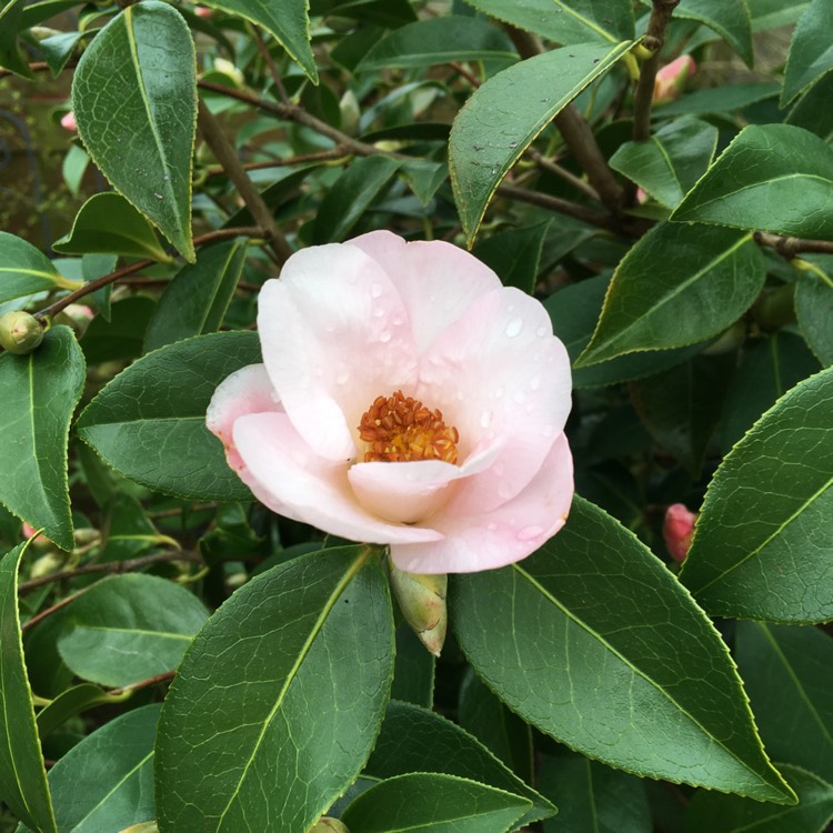 Plant image Camellia japonica 'April Remembered'